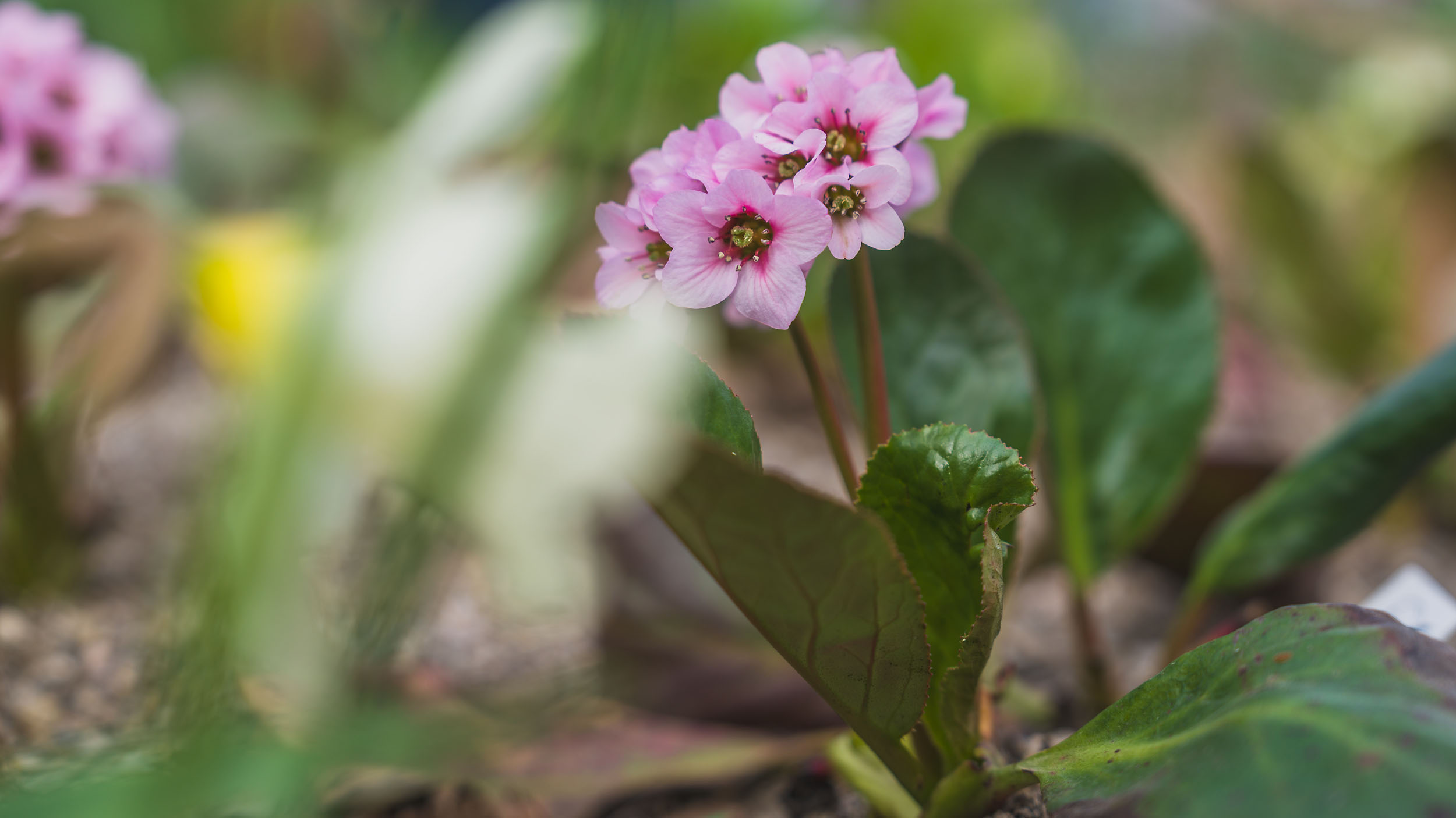 zukunftsfähige Gehölze
