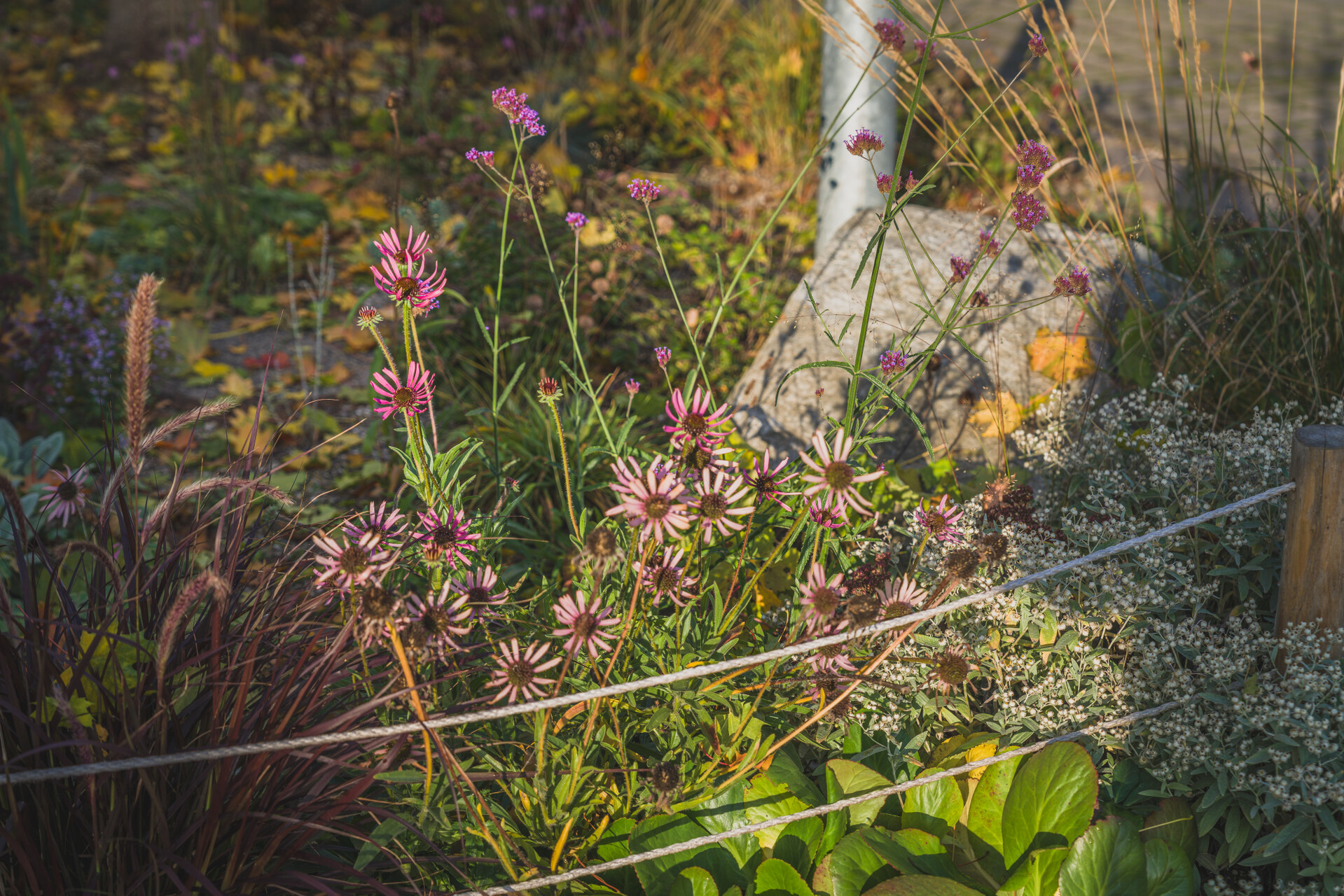 Mehrjährige Stauden