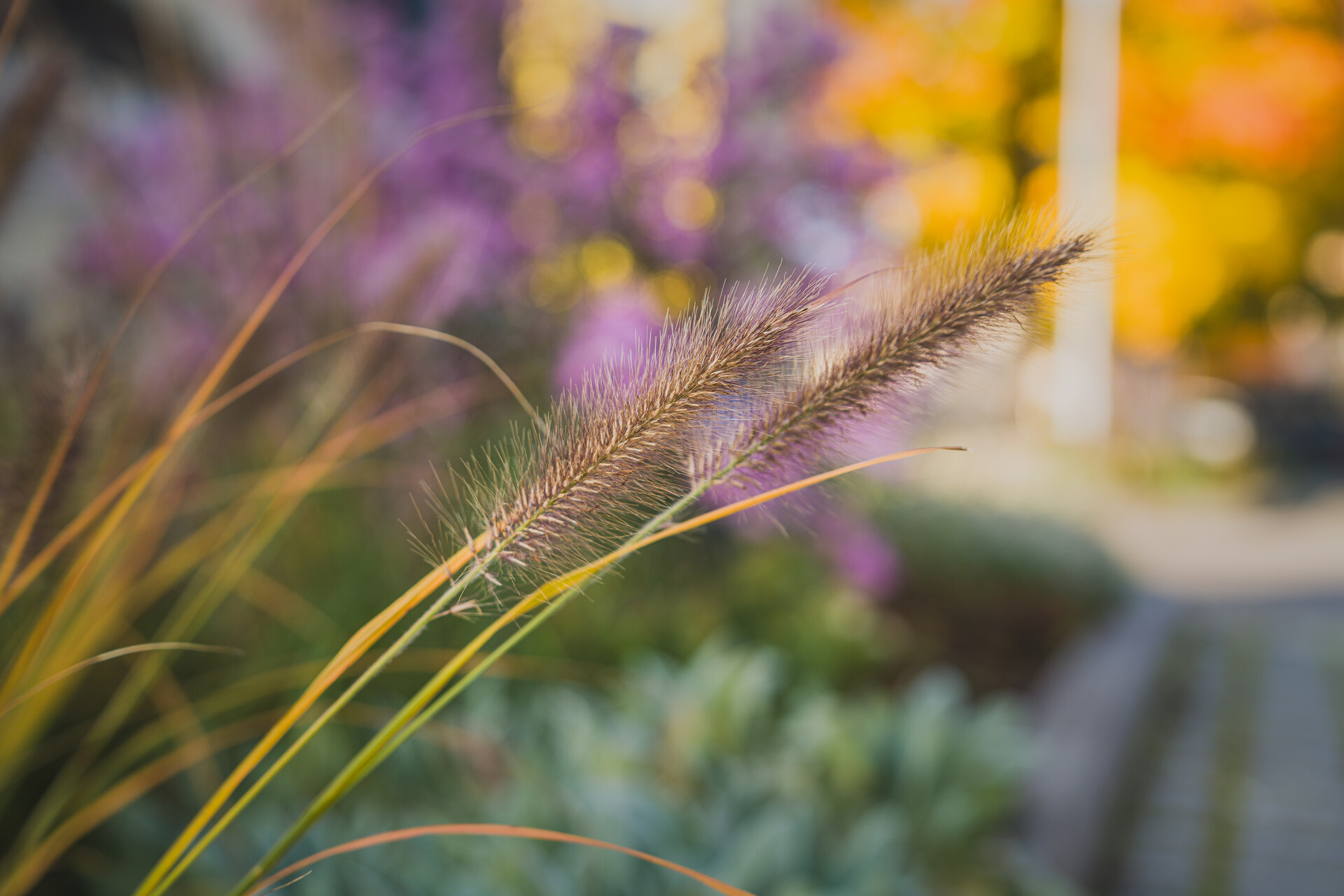 Trockenheitsverträgliche Planzung
