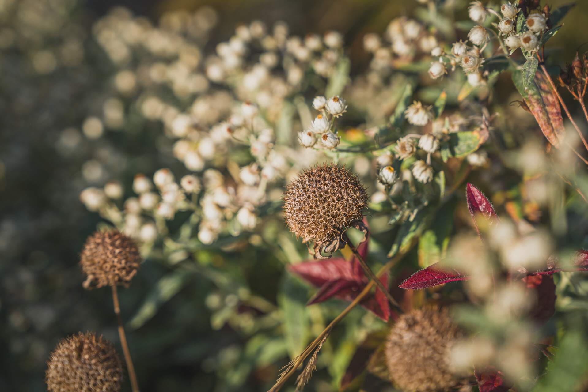Resiliente Gartenkonzepte